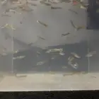 اسماك جوبي