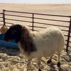 للبيع   شاه دافع سنها سديس