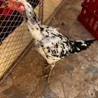 دجاجه سنديه جرم كبير