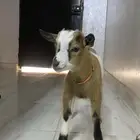 للبيع ماعز قزم