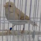 ذكركناري اوروبي مغرد على الشرط