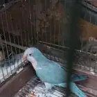 طائر الكويكر للبيع