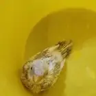 فرخ بادجي حب