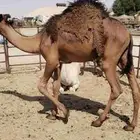قعود عمره 10 شهور فل الفل