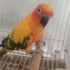 أنثى صن كنيور اليف
