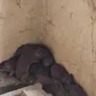 و ب ر ب ر ي