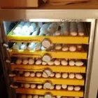 للبيع فقاسة مؤسسة فنون الدواجن 8 صفوف فل اتوماتيك 650 بيضة