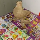 Single male pigeon حمامة مغنية ذكر