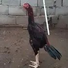 ديك شامو ألماني