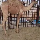 قعود فل الفل