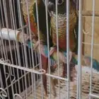 جوز كنيور يلو سايد سعره 900 مع شهاده