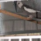 ذكر كروان جاهز