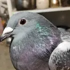 للبيع حمامة سباق طير كفو تبارك الله وواضح مستواه مسافات