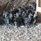 صوص دجاج اندونيسي لامبرقيني عمر شهر