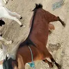 تيس ثني
