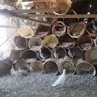 حمام زاجل ومخافق خشب نوع فاخر وجوز قطا نغاق عراقي