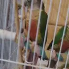 جوز كنيور يلو سايد