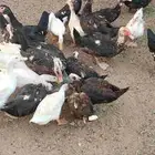 بط و وز. للبيع.