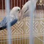 زوج روز