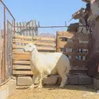 خروف اصفر جبر كرامه والا مبدا