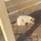 قطة موجود بينبع الهيئة