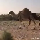 لقحه ام رابع سليم العذاريب