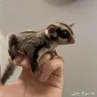 استقبل تبني