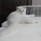قطط راغدول وشيرازي