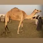 معشر بنت سودانيه ابوها المتحد