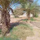 نخل خلاص وبرحي للبيع العدد 30