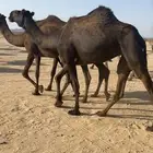 جذعه حايل ناقه