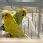 عصافير
