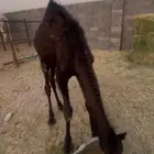 قعود تربيه مجهم للبيع