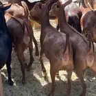 جفار دهم فاخره