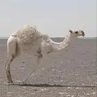 للبيع بكره كفو