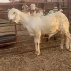 طلي درماني سواكني ابيض