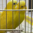 عصافير الحب الاثنين ب 250 مع القفص