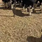 بهم نجد خرفان