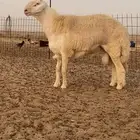 مشروع فحل حري صنف فاخر غير مشروط تم البيع