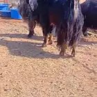 للبيع تيس عارضي