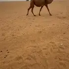 الشعلا الكفوو الملاقي