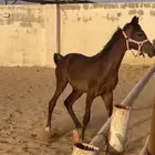 مهر شعبي
