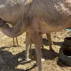 قعود ناهي مبدا ولا مناسبه