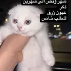 متوفر قط كيتنز سكوتش فولد