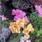 نبات جهنميه او المجنونه او العجيبه