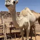 بكره طيبه