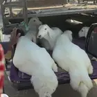 طليان و رخال جمله وتفريد يتوفر لدينا اقساط