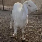 مشروع فحل حري