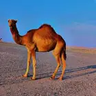 ااا