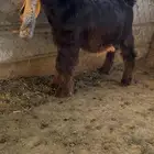 جفر عارضي كفو
